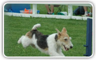 Fox Terrier